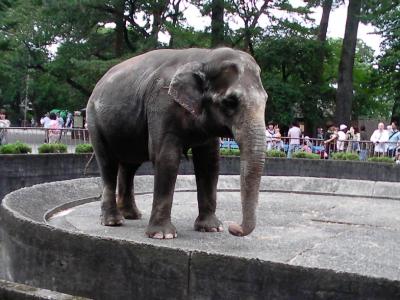 息子と一緒にウメ子を見てきました