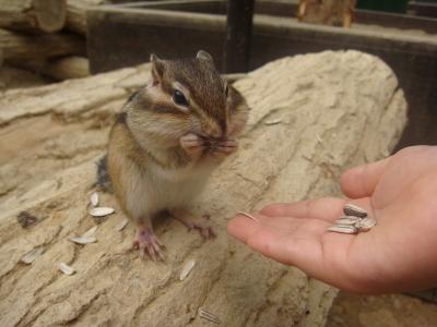 家族で日帰りドライブ~飛騨高山とせせらぎ街道~