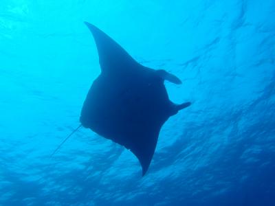 石垣島~マンタっ~り~ダイビング(2・3日目)