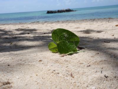 石垣島~マンタっり~竹富島(最終日)