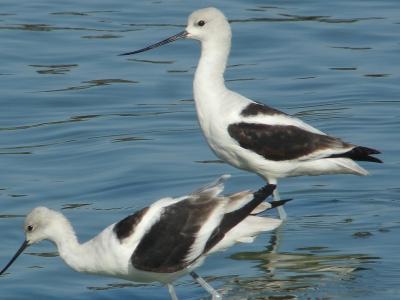 秋のショアライン・パークの野鳥達