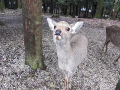 横浜から奈良へ　日帰り旅行