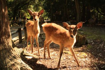 奈良の世界遺産を巡る旅【奈良公園で出会った鹿達】番外編