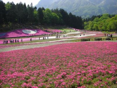 2009年5月 お花めぐり（芝桜・ネモフィラ・ポピー）