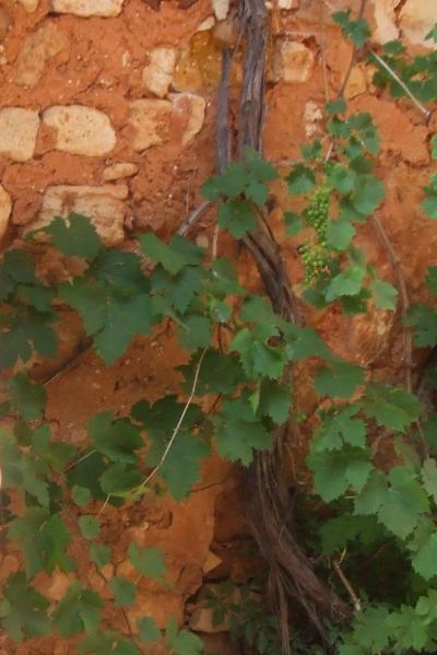 【南フランス】 ②プロヴァンスを廻る!(その2)