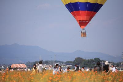 板倉町のコスモス2009