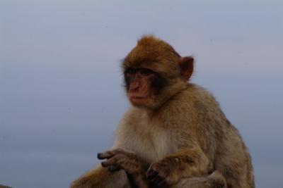 ジブラルタルのロックに生息する猿達。