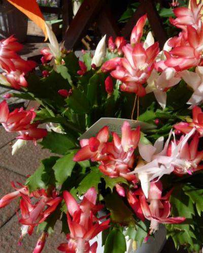 世界鉄道ニュース【091010】アメリカ大陸初の新幹線はブラジル新幹線か？