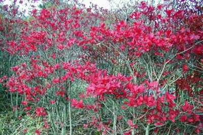 2001秋、紅葉の牧野ヶ池公園(1)：櫨（はぜ）の紅葉、柿の実、楓の紅葉、山茶花の生垣