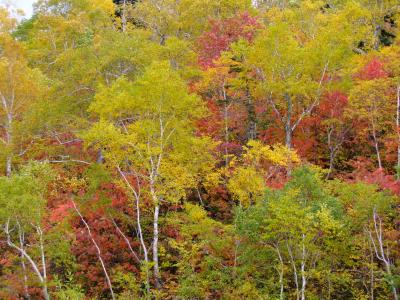 夏休みは、秋の北海道！　秋の色を巡る旅