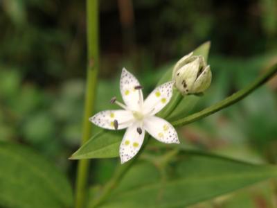 高取山アケボノソウツアー