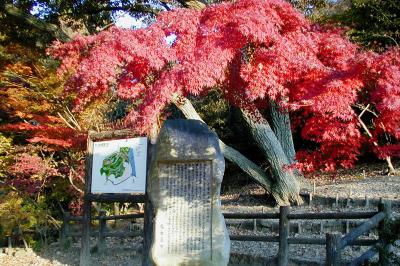 2001秋、紅葉の東山植物園(1)：楓の紅葉の見頃、トウカエデの紅葉、合掌造りの家