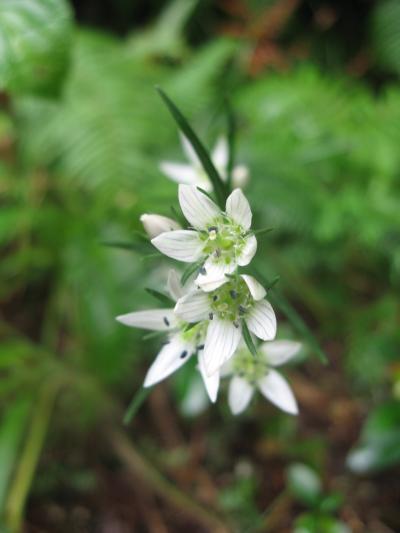 山野草に逢いたくて～近江路を行く・高取山～
