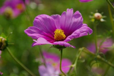 コスモス・鷲宮郊外 2009.10