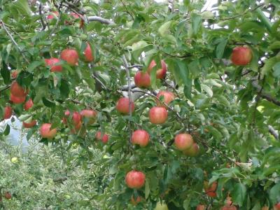 2009年10月  沼田でりんご狩り･･･赤く染まるりんごたち