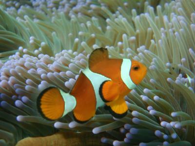 エルニドの旅(ミニロックアイランド) - 2009年10月