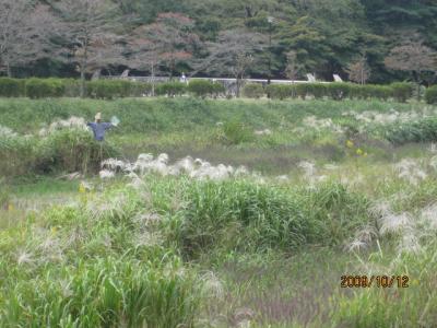 金木犀の秋・秋の野菊、秋のススキ（３）。