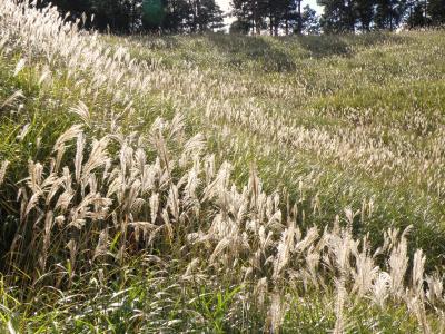 尾花の穂揺れる砥峰高原