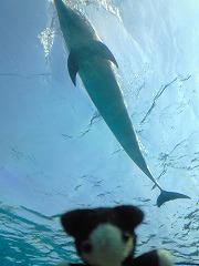 八景島の水族館です。