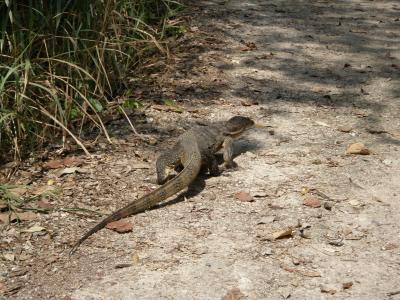 スンゲイブロー