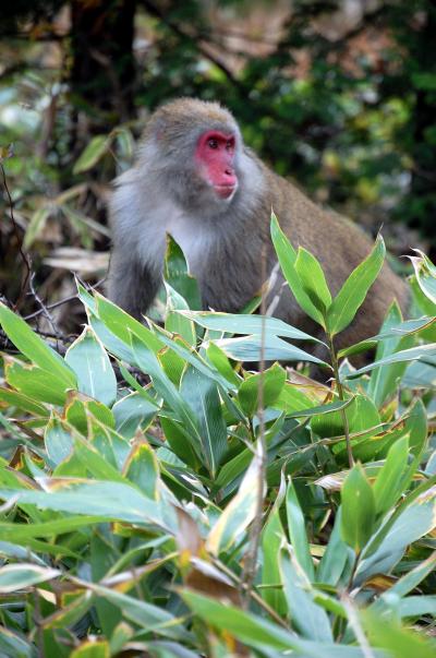 秋の高山祭りツアー(1)上高地