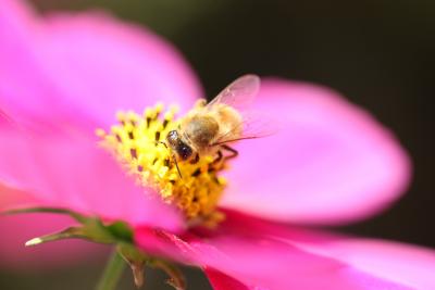 昭和記念公園のコスモス畑にて