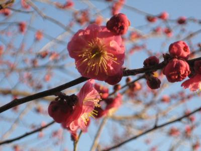 陶芸と梅とわたし＠茨城～きままOLうめこのたびにっき～