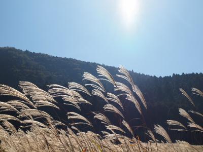 ２００９年１０月１８日　箱根 仙石原 すすき野原 は、見ごろを迎えています。