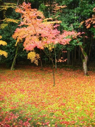 京都紅葉巡り