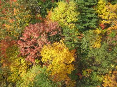 天元台と裏磐梯の紅葉 