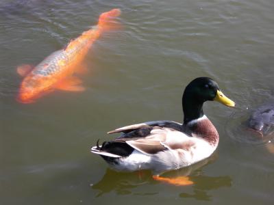 清澄庭園(東京都)2009.10