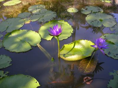 プーケット／アマンプリへの旅