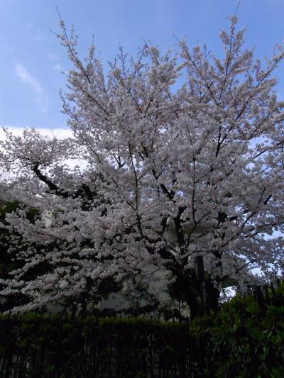 日比谷公園の桜とペニンシュラホテル滞在
