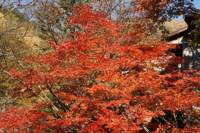 白骨温泉と乗鞍高原の紅葉