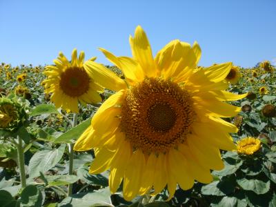小樽、旭山動物園、北竜町