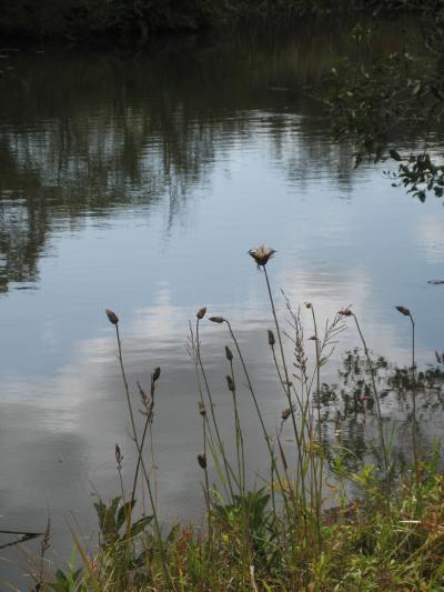 箱根富士３日遊之８：箱根濕生花園−【風景篇】