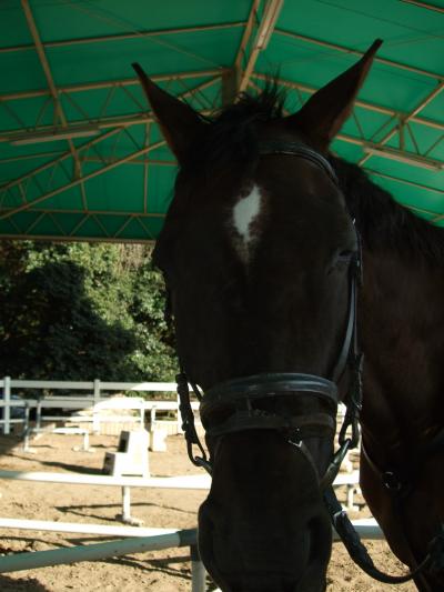 ｏ●乗馬体験●ｏ 大阪･服部緑地公園