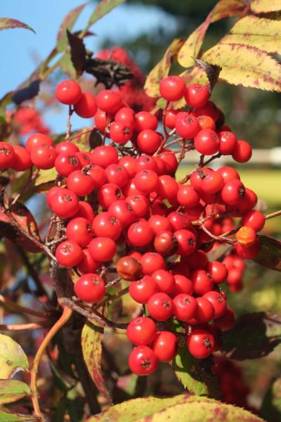 北信州の旅　−２　栂池高原・栂の森の紅葉