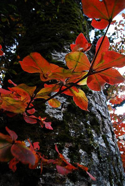 09秋　紅葉にはちょっと早かったよ奥日光