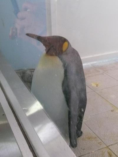 ペンギン いっぱい~♪