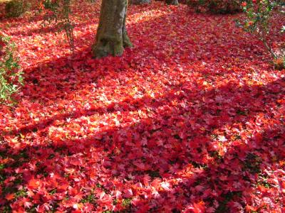 紅葉を見に行こうよ(気分も高揚するハズ)