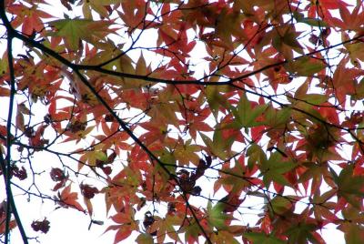 六甲・有馬の紅葉近し