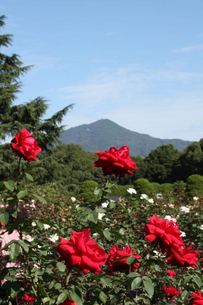 京都府立植物園で薔薇が見ごろです