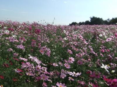 昭和記念公園　コスモスの丘