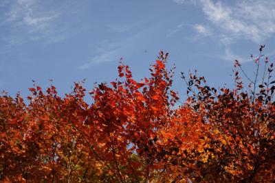 伯耆大山の紅葉