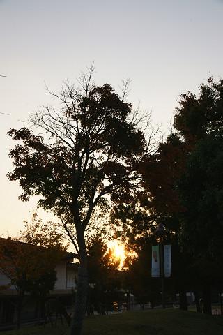 奈良公園の紅葉