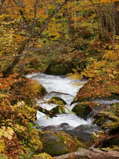 あざやか紅葉＠奥入瀬～きままＯＬうめこのたびにっき～