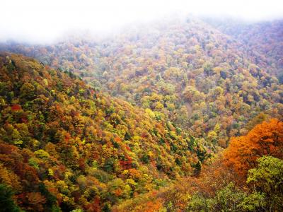 日帰り初四国めぐり　その２（剣山で紅葉を見ました）