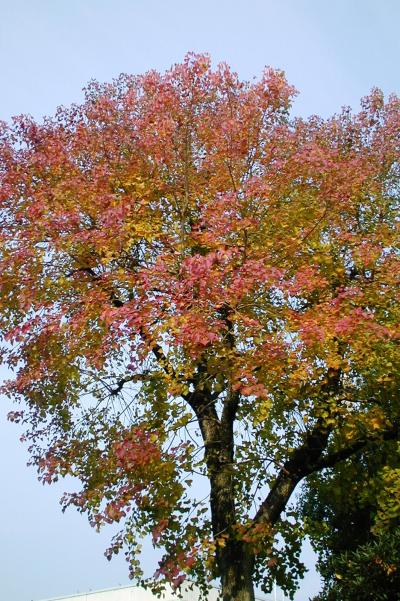 2001秋、豊橋科技大と豊橋市内の紅葉：街路樹の紅葉、ハナキャベツ