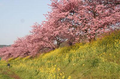 下賀茂の南桜まつり